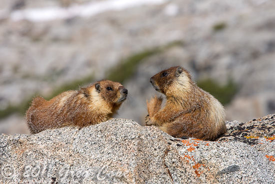 Marmots in Palisade Basin