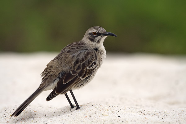 Galapagos Mockingbird in the sand on a beach
