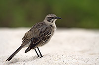 Galapagos Mockingbird in the sand on a beach with mangroves in the background