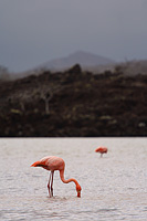 Pink Flamingos