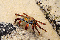 Colorful Crab