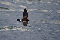 Storm Petrel at sea