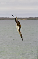 Photo of a diving Blue Footed Boobie