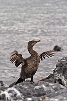 Flightless Cormorant