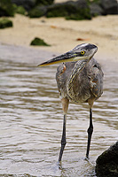 Great Blue Heron hunting on the beach