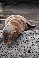 a curious baby sea lion 