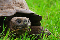 Land tortoise emerging from its shell