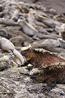 Hundreds of Marine Iguanas sunning on the hot lava rock