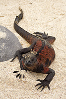 Marine Iguana on Espanola Island