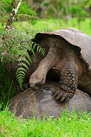 Two land tortoises in the Santa Cruz Highlands