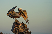 Brown Pelican stretching in the morning light