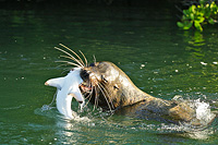 Sea Lion eating a Black Tip shark in the Galapagos Islands