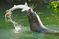 Sea Lion eating a black tipped shark