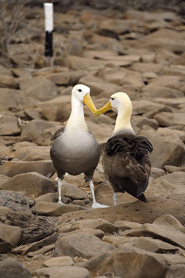 Waved Albatross in a mating dance