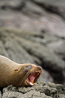 Sea Lion yawning on the beach