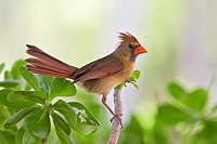 Female Northern Cardinal Perched.