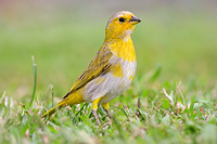 Female Saffron Finch 