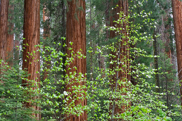 Sequoia and Blooming Dogwoods in the Redwood Mountain Grove. 