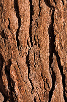 bear paw seen in the bark of a ponderosa pine tree