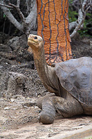 Lonesome George