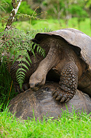 Land Tortoises