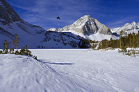 Crow flying over a frozen lake in Hilton Creek Basin