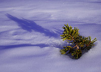 Tree in late afternoon light