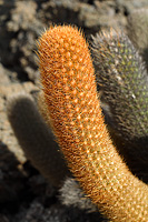 Cactus growing in Lava Field