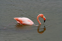 Pink Flamingo swimming