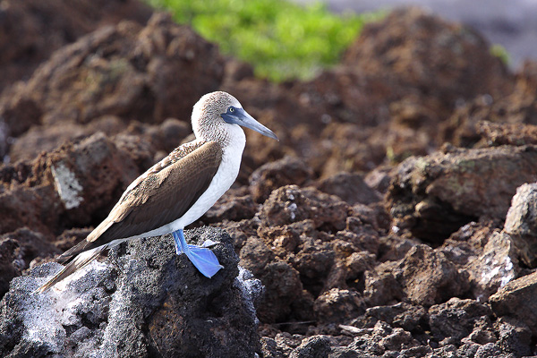 The Blue Footed Boobie