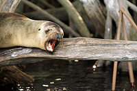 Sea Lion yawning