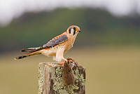 American Kestrel turning head