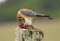 American Kestrel turning head