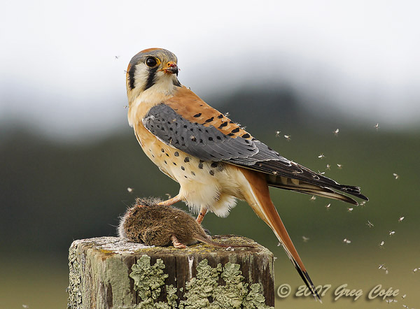 American Kestrel posing for a picture with its prey in Santa Cruz, California