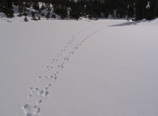 Animal tracks arching across frozen Heart Lake in the High Sierra