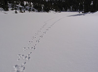 Animal tracks through snow