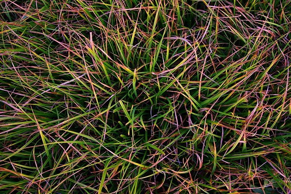 Grass Meadow