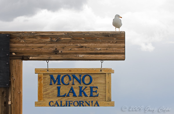 Seagull and Sign
