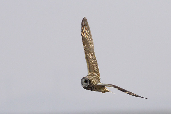 Short Eared Owl banking in mid-air 