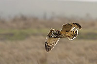 Short Eared Owl flying slowly past in search for food
