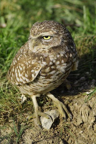Burrowing owl taking watch outside its burrow