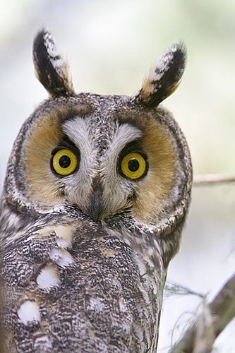 Long Eared Owl looking freaked out, California