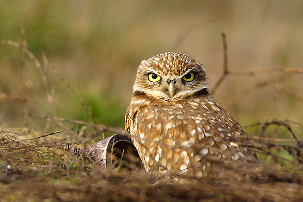 Burrowing owl standing watch outside its underground burrow