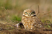Burrowing owl standing watch outside its underground burrow