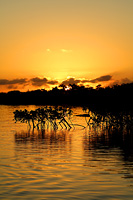 Sunrise in a mangrove forest