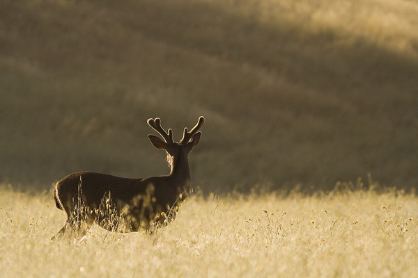 Photograph of a silhouette of a deer in a meadow
