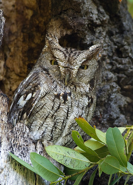 Western Screech Owl in an oak tree