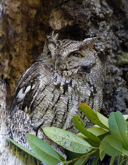 Western Screech owl at its roost in a dead Oak tree.