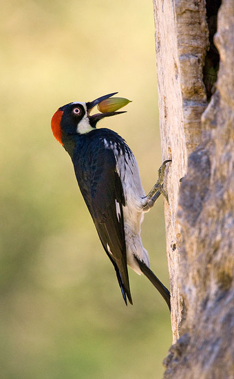 Acorn Woodpecker hanging vertical with an acorn in its beak