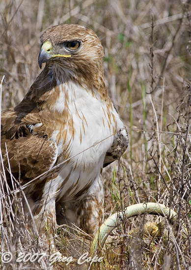 Red Tailed hawk in tall grass